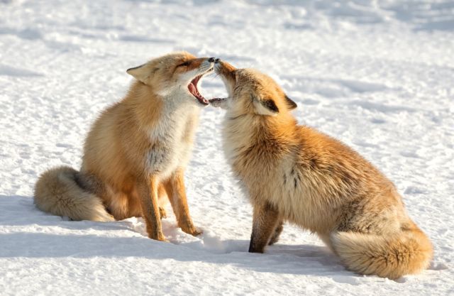 2020Animals___Wolves_and_Foxes_Two_cute_red_foxes_in_the_snow_144821_ Новости Балашихи  