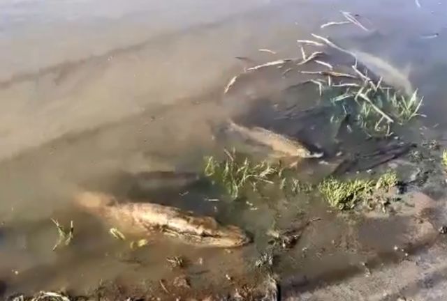 Рыбам в Балашихе не хватает кислорода новости балашихи 