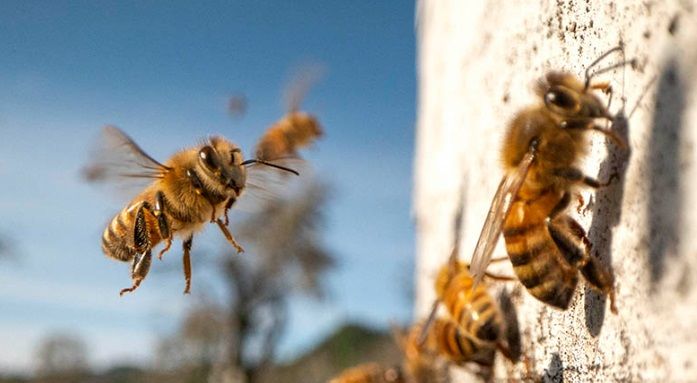 Пчелиный рой облюбовал детскую площадку в Балашихе новости балашихи 