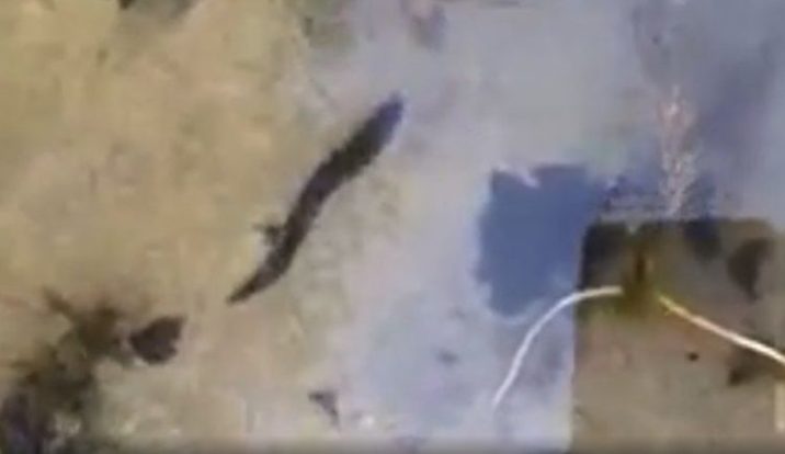 Житель Балашихи предупредил купающихся о пиявках в местном озере новости балашихи 